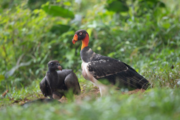 King vulture, Sarcoramphus papa, large bird found in Central and South America. Flying bird, forest...