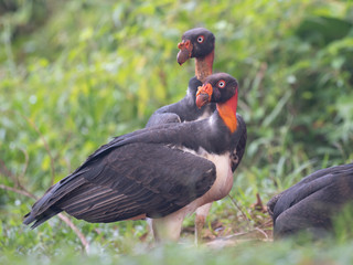 King vulture, Sarcoramphus papa, large bird found in Central and South America. Flying bird, forest in the background. Wildlife scene from tropic nature. Red head bird. Condor with open wing, Panama