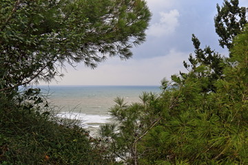 Fototapeta na wymiar landscape with trees and sea