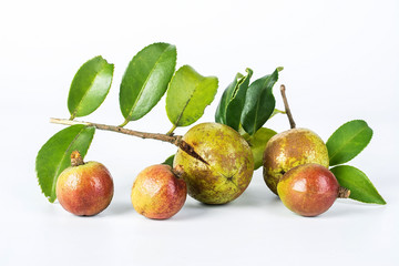 Camellia seed/plant edible oil background material