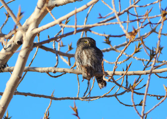 Northern Pygmy Owl in Arizona with a captured mouse