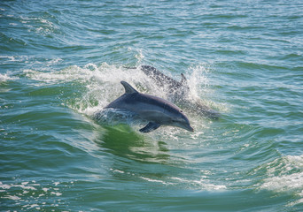 dolphins swimming jumping out of the water
