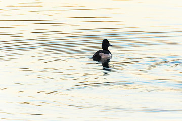 Ring-necked Duck (Aythya collaris) on a pond