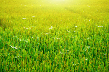 Obraz premium rice field nature sunny with spider web