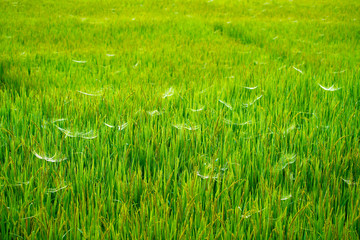 Obraz premium rice field nature sunny with spider web