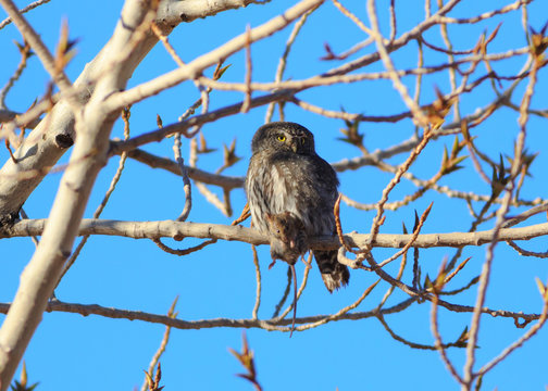 Northern Pygmy Owl in Arizona with a captured mouse © Maria Jeffs