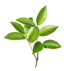 Vegetable oil, raw oil, tea leaves