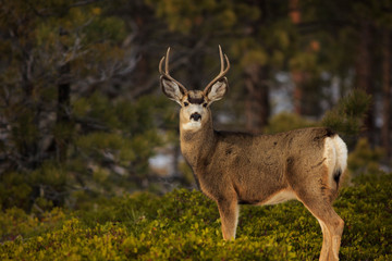 Young Mule Deer buck at Bryce Canyon National Park