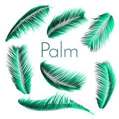 Palm Leaf Vector Illustration EPS10. Tropical Leaves. Realistic Coconut Foliage Set. Floral Elements. Collection of Jungle Plants. Summer Palm Leaf for Pattern, Print, Fabric or Your Trendy Design.