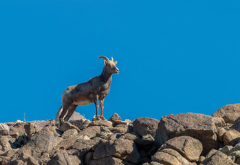 Desert bighorn Sheep Ewe