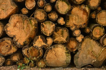 Holzstapel