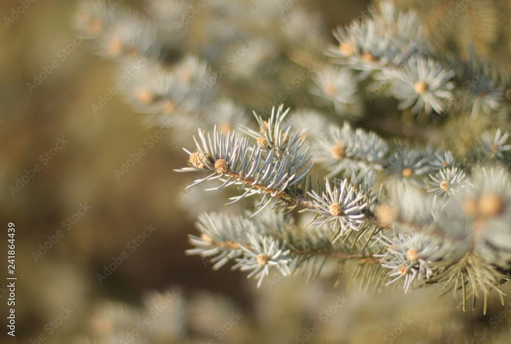 Wall mural pine tree