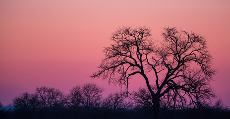 Obraz na płótnie Canvas Africa safari sunset colors