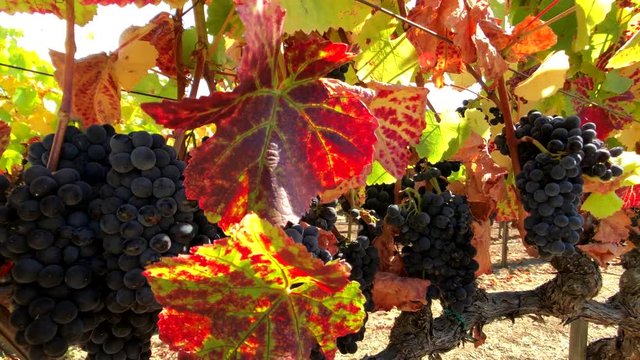 Ripe red grapes at wineyard