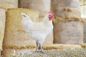 White rooster in the farm