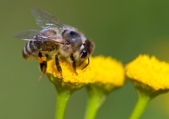 bee or honeybee pollinated yellow flower