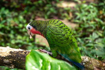 Papagei in der Karibik