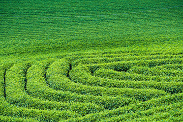 Tea Plantation in Moc Chau village, Vietnam