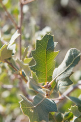 Fototapeta premium Leaf Detail on Desert Scrub Bush