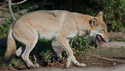 Grey wolf. Latin name - Canis lupus