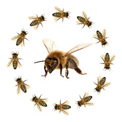 bee or honeybee isolated on the white background
