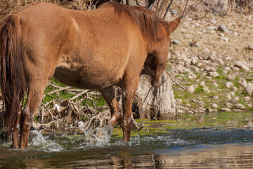 Wild Horse on the Salt River in Arizona