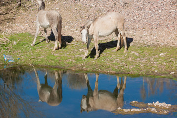 Naklejka na ściany i meble Wild Horses on the Salt River in Arizona