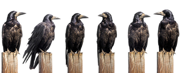 Set of six ravens sit on wooden desk isolated on white, profile face