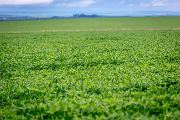 Fototapeta na wymiar Huge green soybean plantation in Brazil