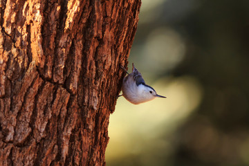White-breasted Nuthatch on an oak tree © Maria Jeffs