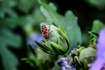 Feuerkäfer auf Blüte mit Reif