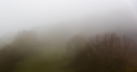 A meadow with a few trees in the thick fog