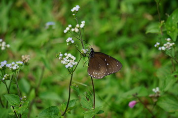 butterfly feeding on nectar