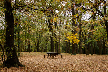 Autumn forest scenery. Yellow/brown leaves cover the ground. Wooden benches and table in the forest. Nature scenery.