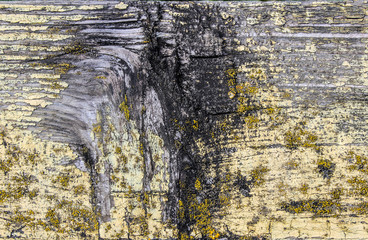 the texture tree with remnants of yellow paint with
