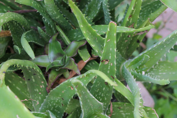 Aloe for herb Close up