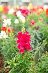 Obraz premium Antirrhinum flowers in garden.