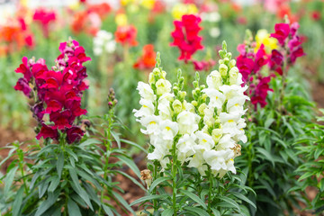 Antirrhinum flowers in garden.