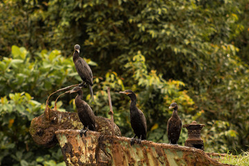 bichos do mangue