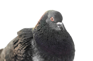 Pigeon closeup isolated on white