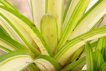 White-striped Pandanus Close up at garden