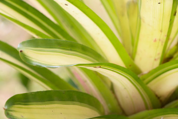 White-striped Pandanus Close up at garden