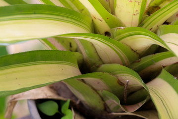 Fototapeta premium White-striped Pandanus Close up at garden