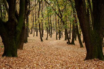 Autumn forest scenery. Yellow/brown leaves cover the ground. Wooden benches and table in the forest. Walking path through the woods. Nature scenery.
