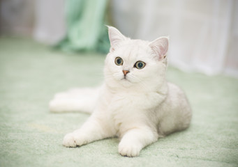 beautiful young cat breed Scottish chinchilla straight