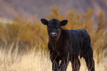 Cute baby Black Angus calf © Maria Jeffs
