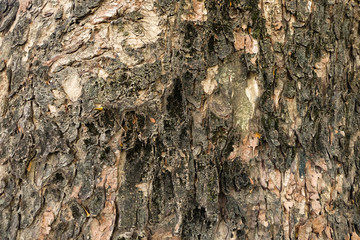 Tree bark texture background. 