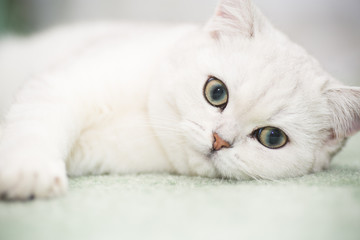 beautiful young cat breed Scottish chinchilla straight