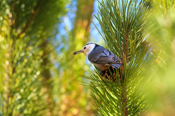 White-breasted Nuthatch with a pine nut