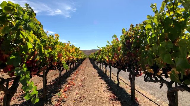 Vineyard landscape at Napa valley